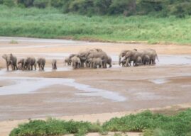 The Conservation Island of Hluhluwe-Imfolozi Park