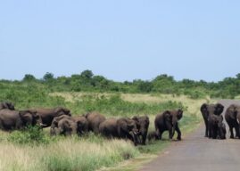 Safari: A Life Changing Experience
