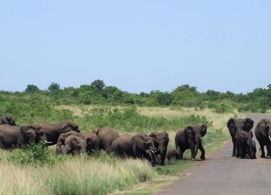 Safari: A Life Changing Experience
